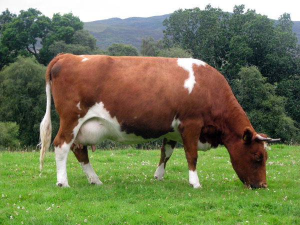 Red and white Shetland cow