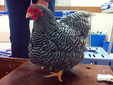 Wyandotte hen