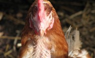 Hen with feather loss on neck