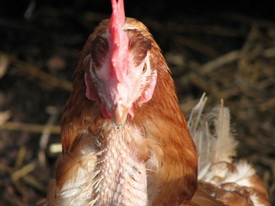 Hen with feather loss on neck