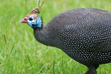 Helmeted Guinea Fowl