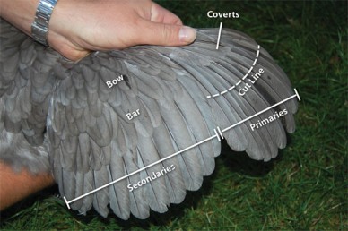 Wing clipping guide