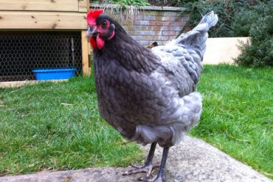 Healthy chicken