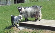Mother goat with kid