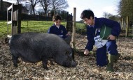 lancingcollege_pigs_600