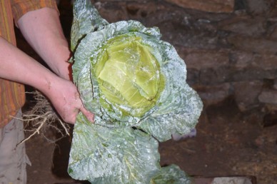 Freshly picked cabbage