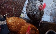 Chickens on a cold wet day