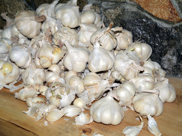 Freshly picked garlic bulbs