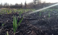 Fresh garlic growing