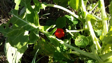 Nasturtiums under cabbage