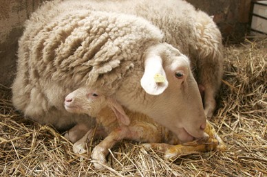 A ewe and her spring lamb