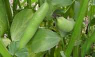 Broad beans ripening
