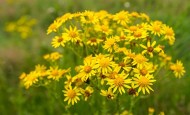 Common Ragwort