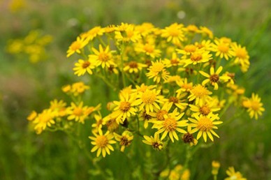 Common Ragwort