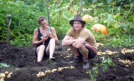 Harvesting potatoes