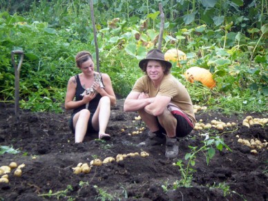 Harvesting potatoes