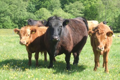 Dexter mum with two red calves