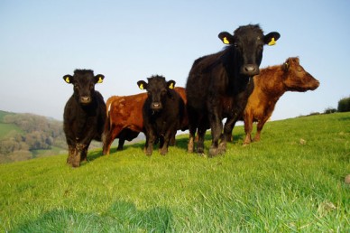 Dexter yearlings showing double tagging