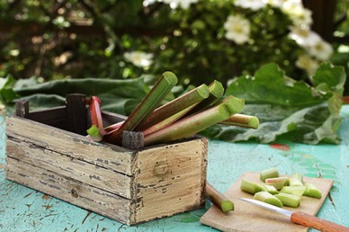 Rhubarb collected from the garden