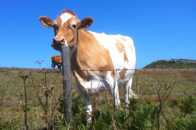 Guernsey cow on Herm Island