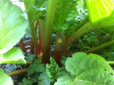 Rhubarb stalks ready to harvest