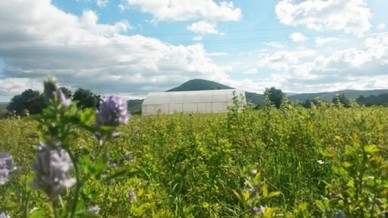 Field of alfalfa