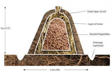 Potato clamp diagram