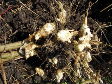 Freshly dug Jerusalem artichokes