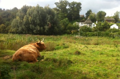 Grazing meadow - Hertford