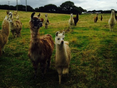 Llama herd at Llama Land in Cornwall