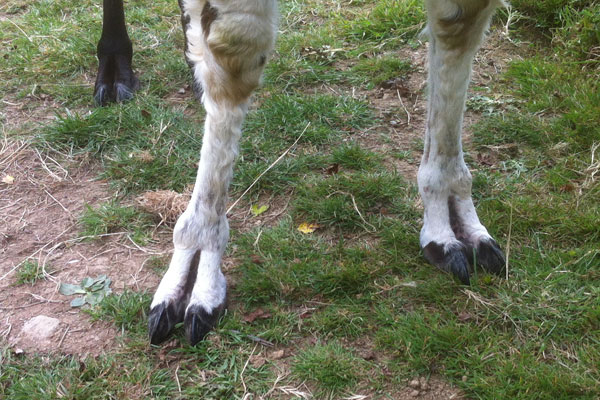 Llama toe nails