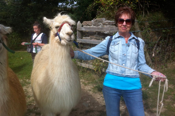 Llama treking in Cornwall