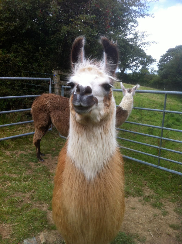 Female llama