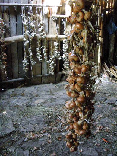 String of onions