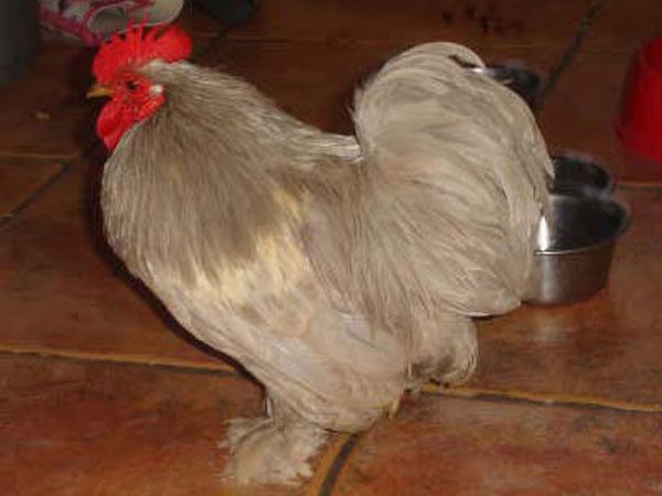 Blue cock Pekin bantam