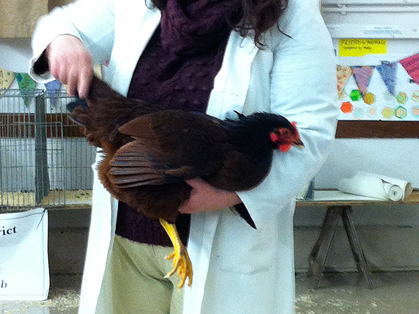 Handling a bird for judging