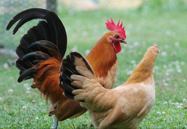 Breeding pair of Nankin bantams