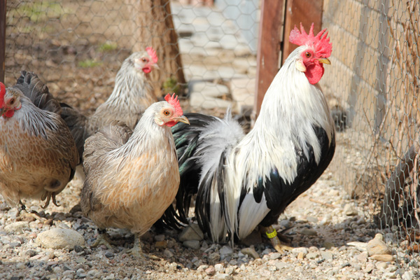 Ohiki bantam family group