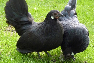 Rosecomb bantam hens black