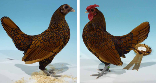 Sebright bantam cock and hen