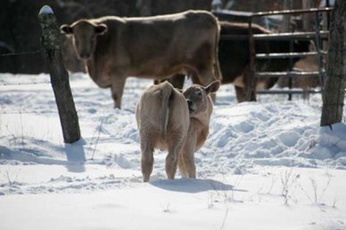 Cows in the snow