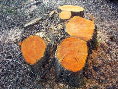 Freshly cut alder stool By Naturenet (Own work) [GFDL (http://www.gnu.org/copyleft/fdl.html) or CC BY 3.0 (http://creativecommons.org/licenses/by/3.0)], via Wikimedia Commons