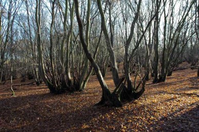 Coppiced woodland