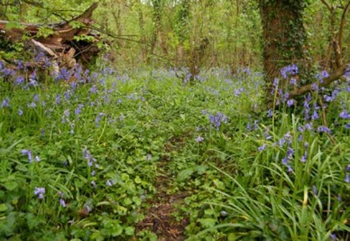 Bluebell wood