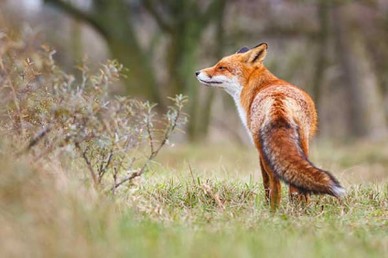 Fox - has he caught the scent of a chicken