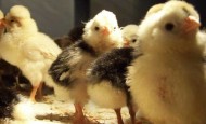 Recently hatched chicks