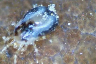 Androlis pradatory mite