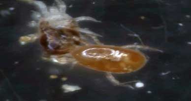 Androlis predatory mite attacking a red mite