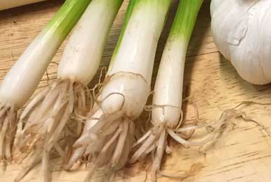 Spring onions ready to go in a salad