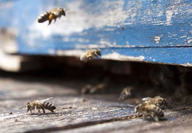 Honey bees at them entrance to their hive